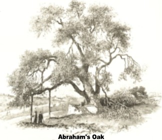 Abraham's Oak
